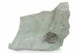 Wide Enrolled Flexicalymene Trilobite - Mt Orab, Ohio #245202-1